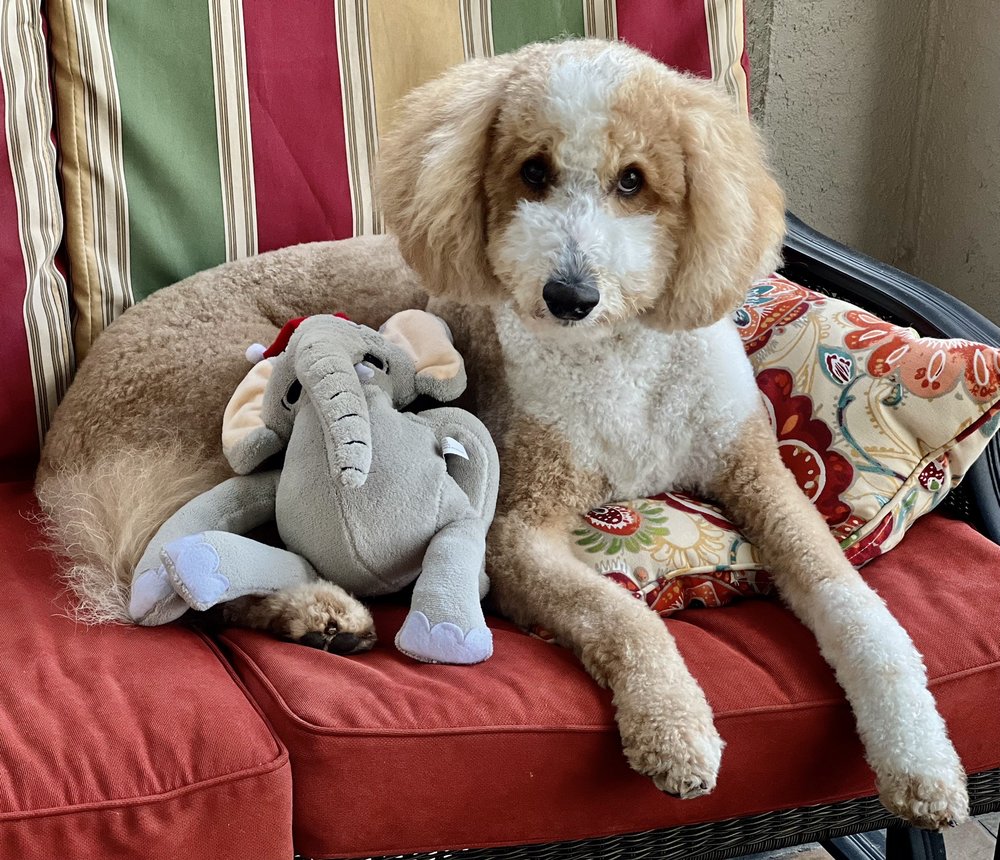 PAWPAW PATCH DOG GROOMING Updated September 2024 13020 Livingston