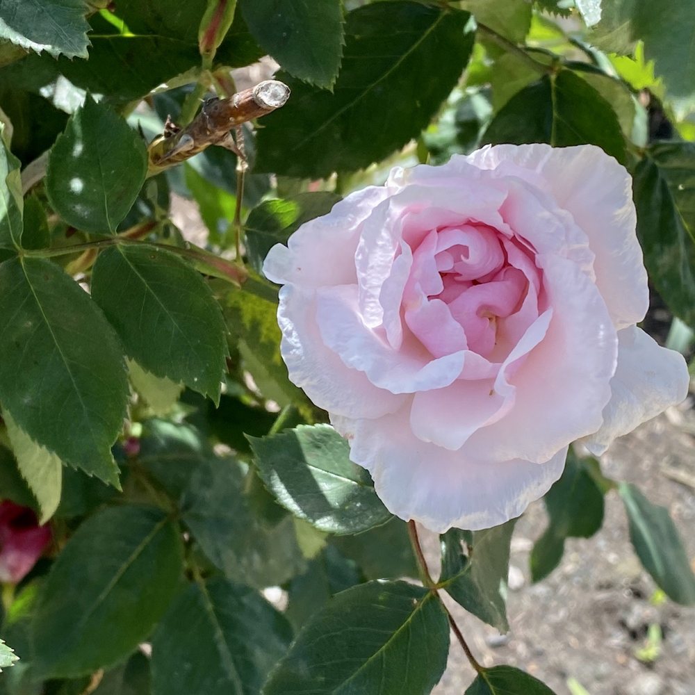 Owen Rose Garden - Parks Near Me - Eugene, Oregon Owen Rose Garden - Parks Near Me - Eugene, Oregon