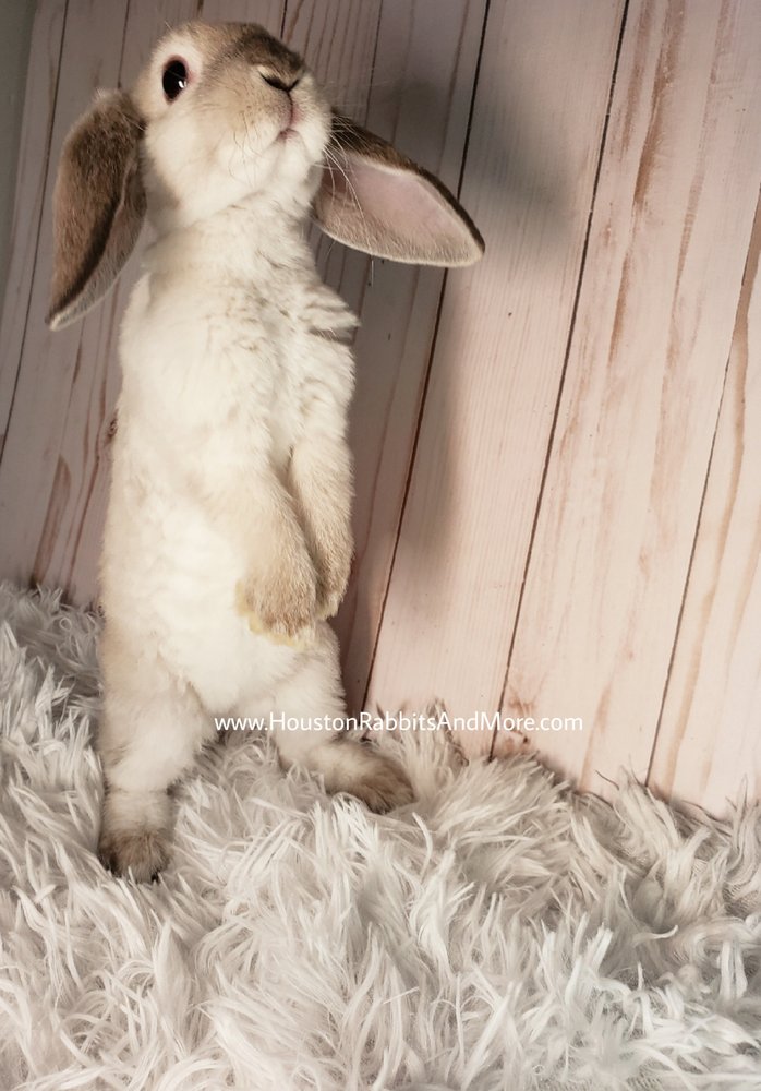 Houston Rabbits And More - pet boarding facility in Houston, TX