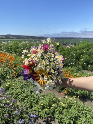 The Farm in Salinas by null
