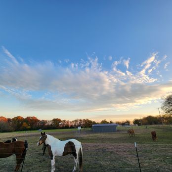 Wild Estate - Horse Boarding Near Me