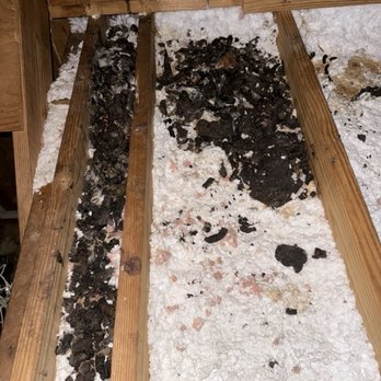 Animal Pros - Raccoon feces Animal Pros did not see or report. - Wildlife Control Near Me - Hendersonville, Tennessee