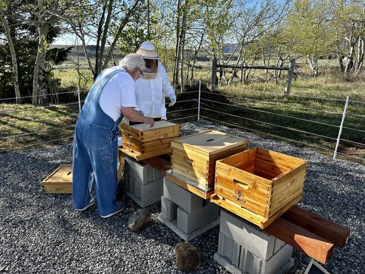 One Legged Magpie by null