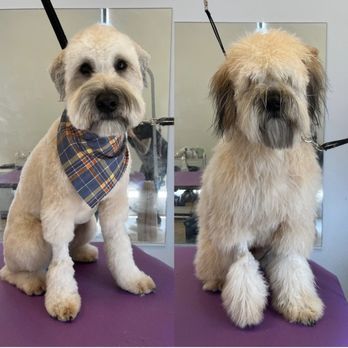 Dogtown Mobile Grooming - Pet Groomers Near Me Dogtown Mobile Grooming - Pet Groomers Near Me