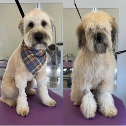 Dogtown Mobile Grooming