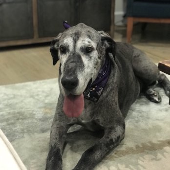 Fresh Pup Spa - Pet Groomers Near Me Fresh Pup Spa - Pet Groomers Near Me