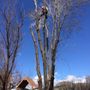 Photo of Done Right Tree Service
