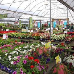Pike Nurseries
