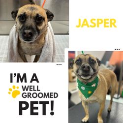 Jasper's bath and spa day