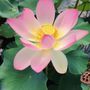 The Healing Arts, Past Life Regression