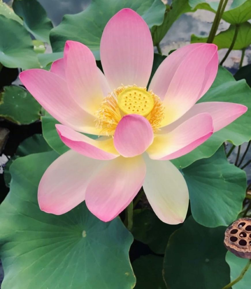 The Healing Arts, Past Life Regression - grief counselor in Brooklyn, NY