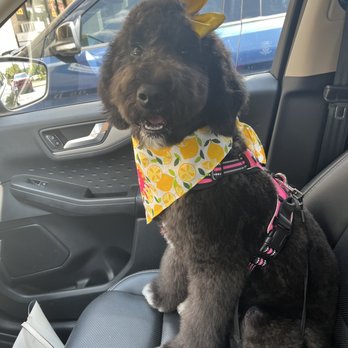 The Doodle Groomer - Pet Groomers Near Me - Newnan, Georgia