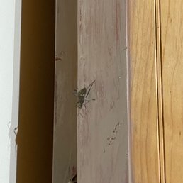 Bug that bites
