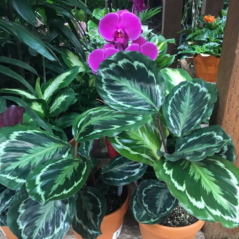 The Home Depot - Calathea Medallions are a rare sight here. Hella pricey tho, cheaper at Costco IF you can find em. - Hardware Stores Near Me - Colma, California The Home Depot - Calathea Medallions are a rare sight here. Hella pricey tho, cheaper at Costco IF you can find em. - Hardware Stores Near Me - Colma, California