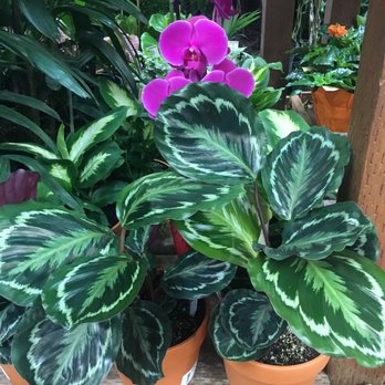 The Home Depot - Calathea Medallions are a rare sight here. Hella pricey tho, cheaper at Costco IF you can find em. - Hardware Stores Near Me - Colma, California The Home Depot - Calathea Medallions are a rare sight here. Hella pricey tho, cheaper at Costco IF you can find em. - Hardware Stores Near Me - Colma, California