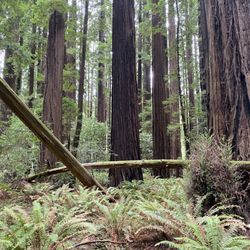 Grizzly Creek Redwoods State Park - Cheatham Grove - filming location of Star Wars Return of the Jedi