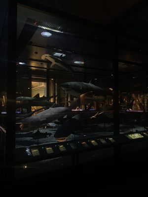Museum of Natural History Vienna by null