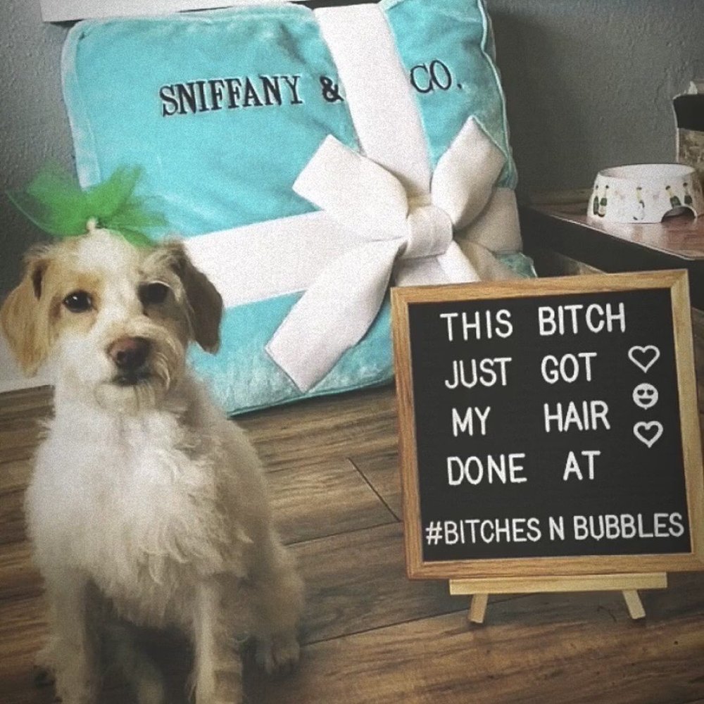 Bitches N Bubbles - How cute is this set up! Glam shot!! - Pet Groomers Near Me - Long Beach, California Bitches N Bubbles - How cute is this set up! Glam shot!! - Pet Groomers Near Me - Long Beach, California