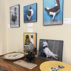The American Pigeon Museum and Library