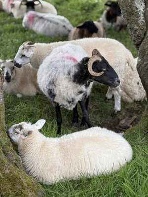 Glencar Waterfall by null