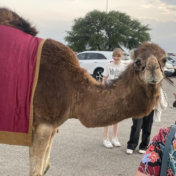 The Promise - Texas - Joe the 4 year old camel that is in the play. - Performing Arts Near Me - Willow Park, Texas