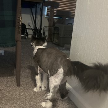 Pride Mobile Pet Grooming - Cat after groom - Pet Groomers Near Me Pride Mobile Pet Grooming - Cat after groom - Pet Groomers Near Me