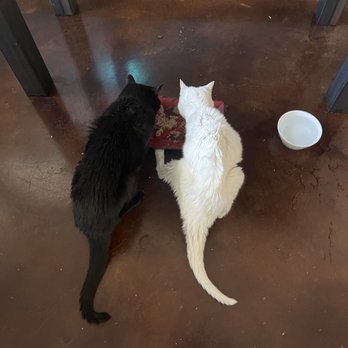 KITTEN TO CAT HOSPITAL - Updated April 2025 - 12 Photos & 18 Reviews