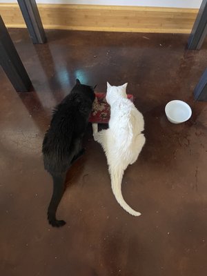 KITTEN TO CAT HOSPITAL - Updated January 2025 - 15 Reviews - 711 E