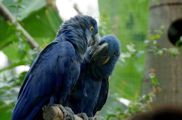 Parc zoologique de Paris by null
