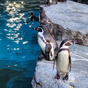 長崎ペンギン水族館 - Updated January 2026 - 29 Photos - 宿町3-16