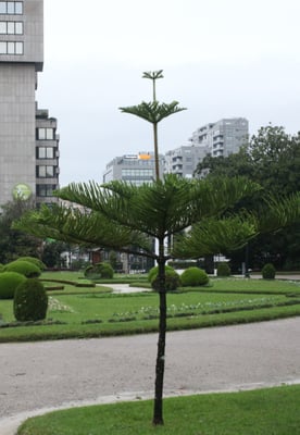Jardins do Palácio de Cristal by null