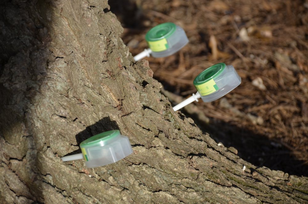 Gregory Forrest Lester, Inc. - tree service in Cincinnati, OH