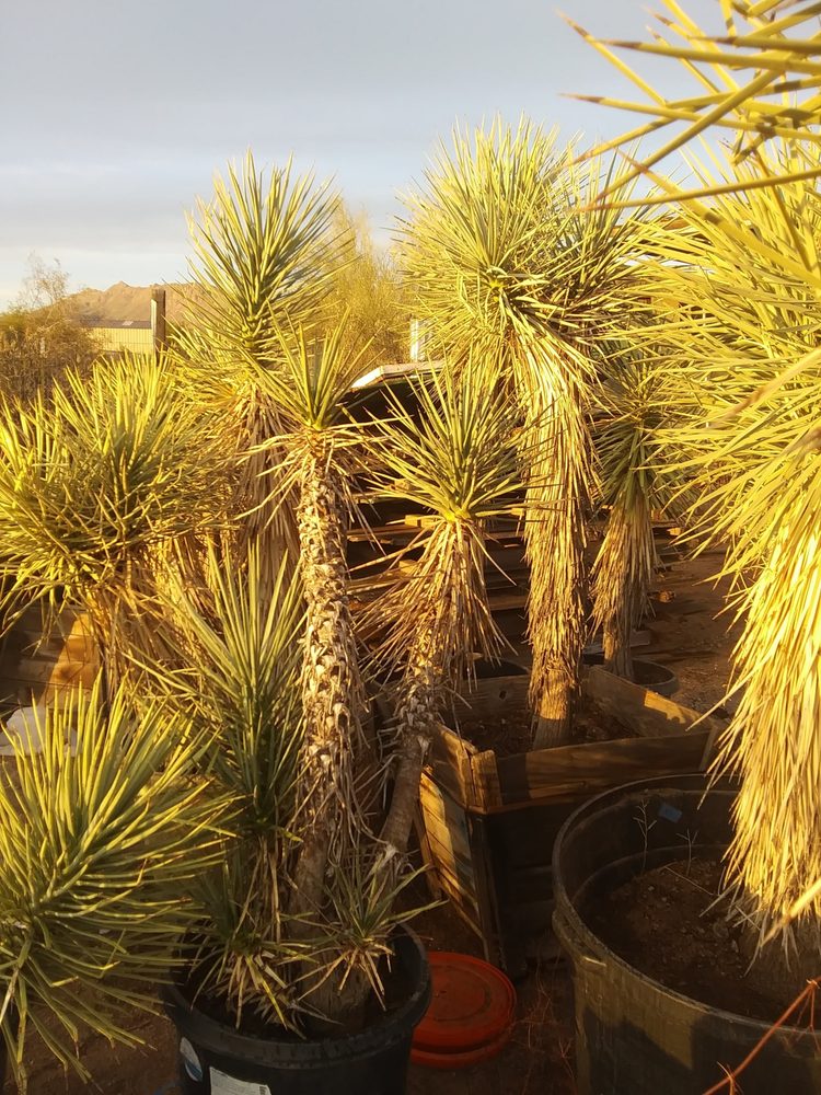 ARIZONA CACTUS EXCHANGE Updated July 2024 Apache Junction, Arizona