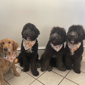 Pooch Pawlor Spa - 4 Happy Clients - Pet Groomers Near Me - Glendale, California