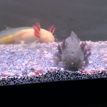 The Teacher Creature Store - Pet Stores Near Me - Spring, Texas