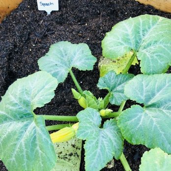 Fanick's Garden Center - Squash, zucchini - Nurseries & Gardening Near Me - San Antonio, Texas