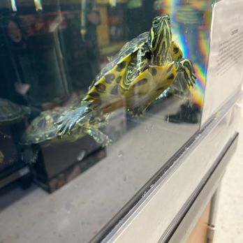 Petco - Turtles - Pet Stores Near Me - La Mesa, California Petco - Turtles - Pet Stores Near Me - La Mesa, California