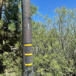 Pineknot Family Campground