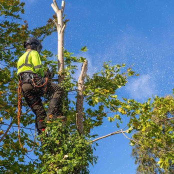 Simpson's Tree Service - Pruning is a key step in winter tree care. Remove dead, weak, or diseased branches before severe weather arrives. - Tree Services Near Me Simpson's Tree Service - Pruning is a key step in winter tree care. Remove dead, weak, or diseased branches before severe weather arrives. - Tree Services Near Me