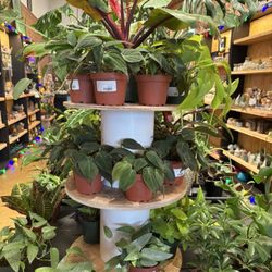 The Plant Mill - Plants