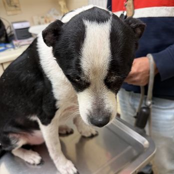 Thomas Veterinary Hospital - Veterinarians Near Me - Downey, California