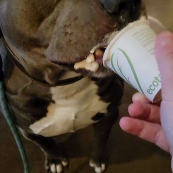 Espresso Vivace Roasteria - Pup enthusiastically enjoying his puppuccino. - Coffee & Tea Near Me - Seattle, Washington Espresso Vivace Roasteria - Pup enthusiastically enjoying his puppuccino. - Coffee & Tea Near Me - Seattle, Washington