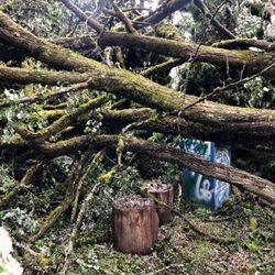 Fuller Tree Service - A massive Hawthorne tree came down in a rain storm.
