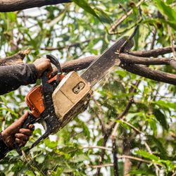 Reno Tree Service