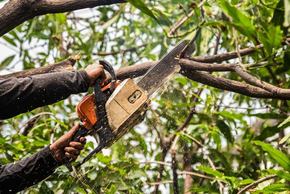 Reno Tree Service - tree service in Reno, NV