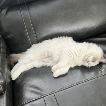 Rhetorical Ragdolls - Pet Breeders Near Me Rhetorical Ragdolls - Pet Breeders Near Me