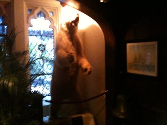 The Explorers Club by null