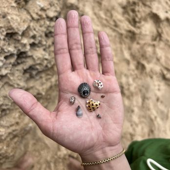 Hawaiian Electric Beach Pack - shells we found here - Parks Near Me - Kapolei, Hawaii Hawaiian Electric Beach Pack - shells we found here - Parks Near Me - Kapolei, Hawaii