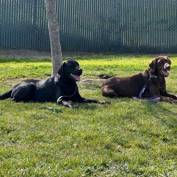 Bay Area K9 Training - Pet Training Near Me
