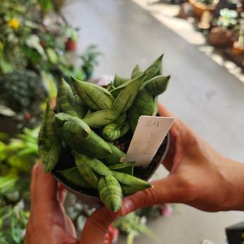 Public Land Store - Sansaveria Bonji Snake Plant - Nurseries & Gardening Near Me - Sacramento, California Public Land Store - Sansaveria Bonji Snake Plant - Nurseries & Gardening Near Me - Sacramento, California